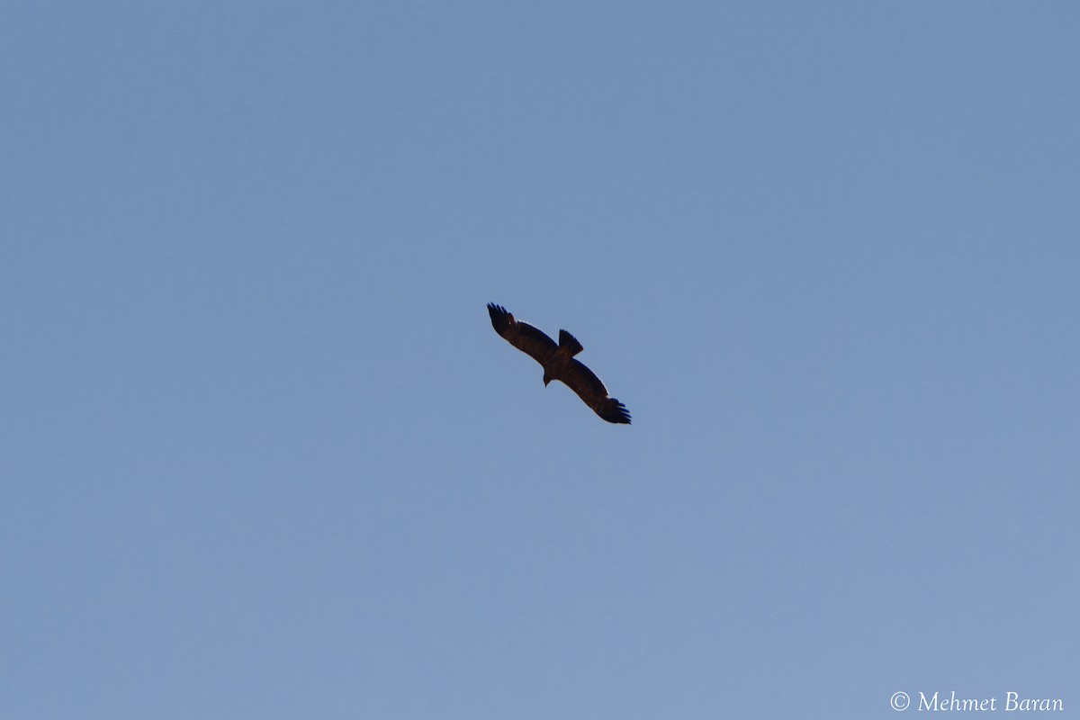 Imperial Eagle - ML638147274