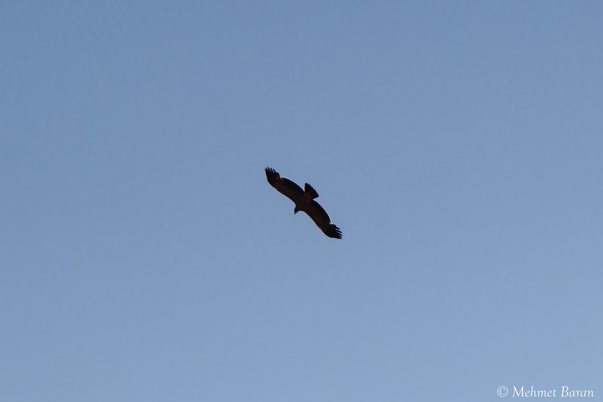 Imperial Eagle - ML638147275