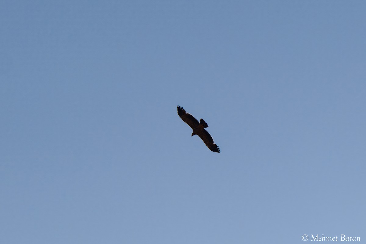 Imperial Eagle - ML638147276