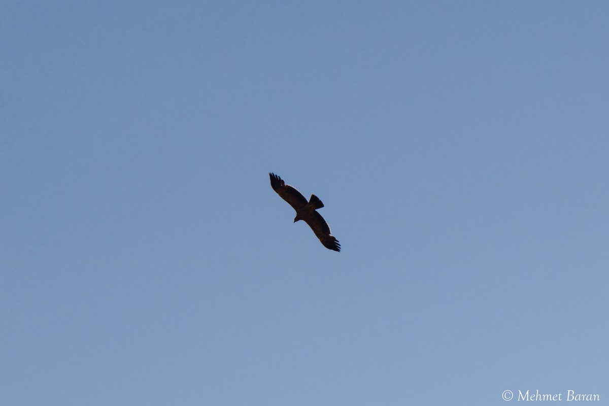 Imperial Eagle - ML638147278