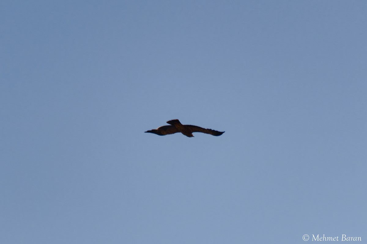 Imperial Eagle - ML638147280
