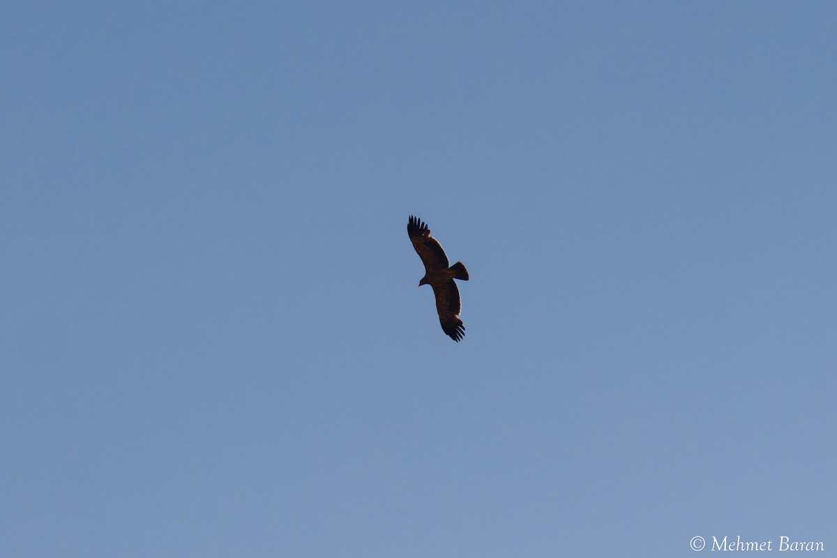Imperial Eagle - ML638147281