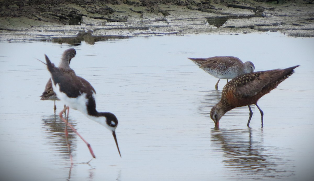 Hudsonian Godwit - ML638147287