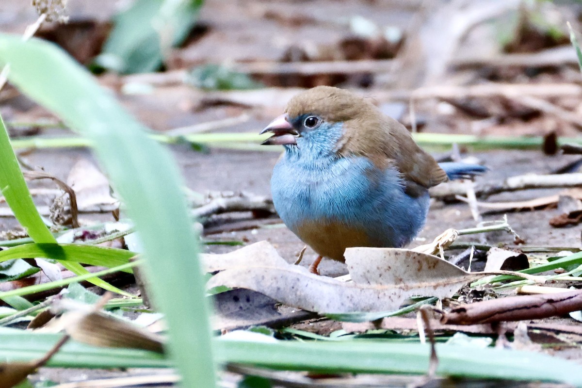 セイキチョウ - ML638147311