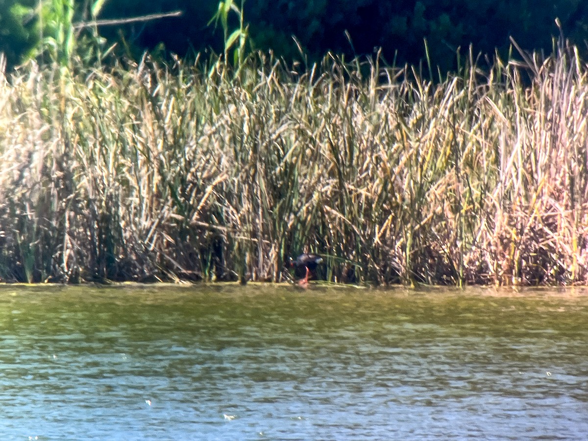 Western Swamphen - ML638147319