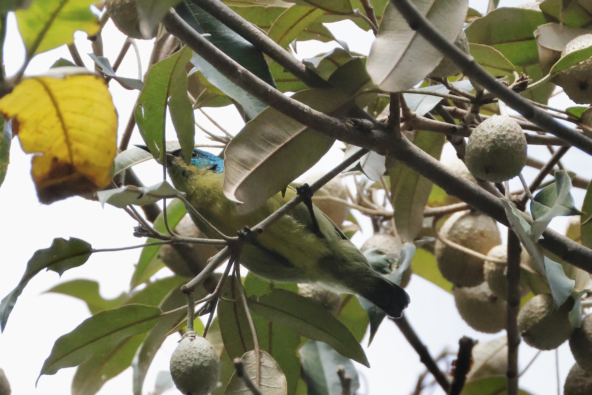 Variable Sunbird - ML638147325