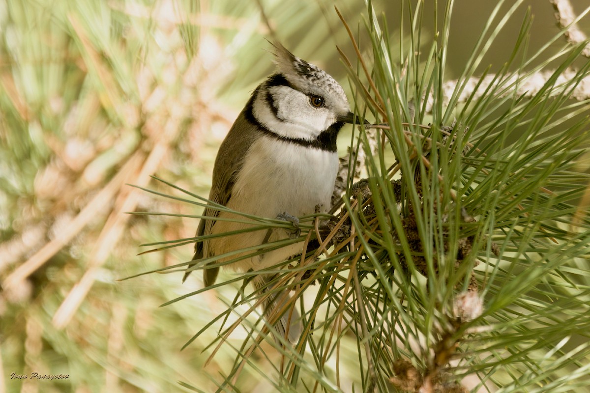 Crested Tit - ML638147335