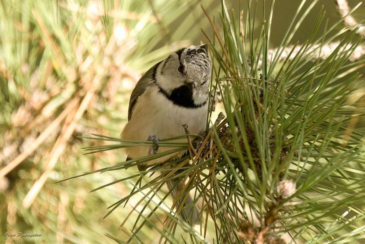 Crested Tit - ML638147336