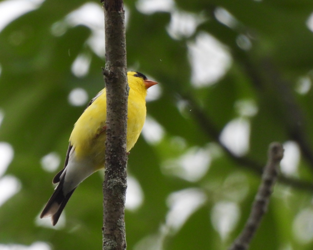 Chardonneret jaune - ML638147337