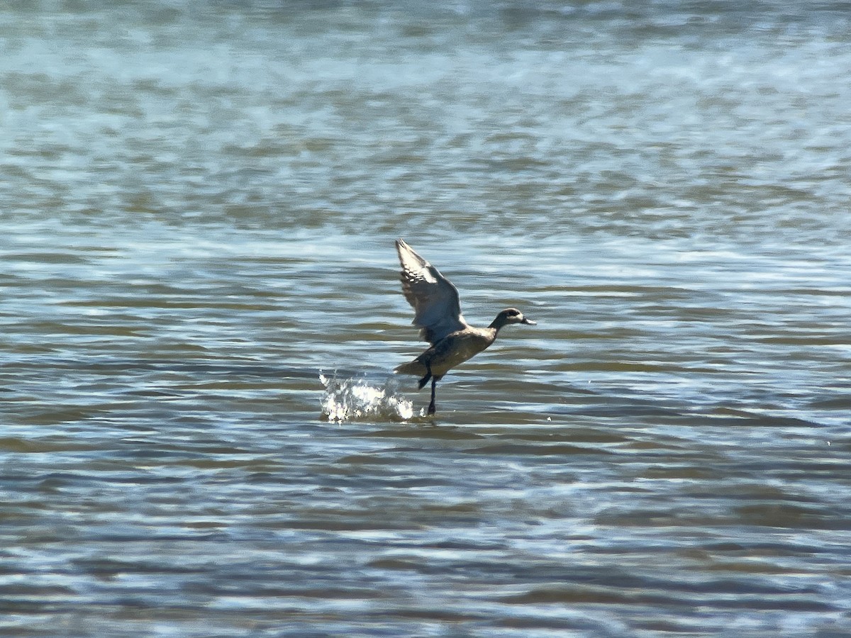 Marbled Duck - ML638147338