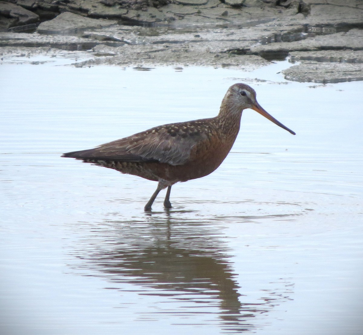 Hudsonian Godwit - ML638147351