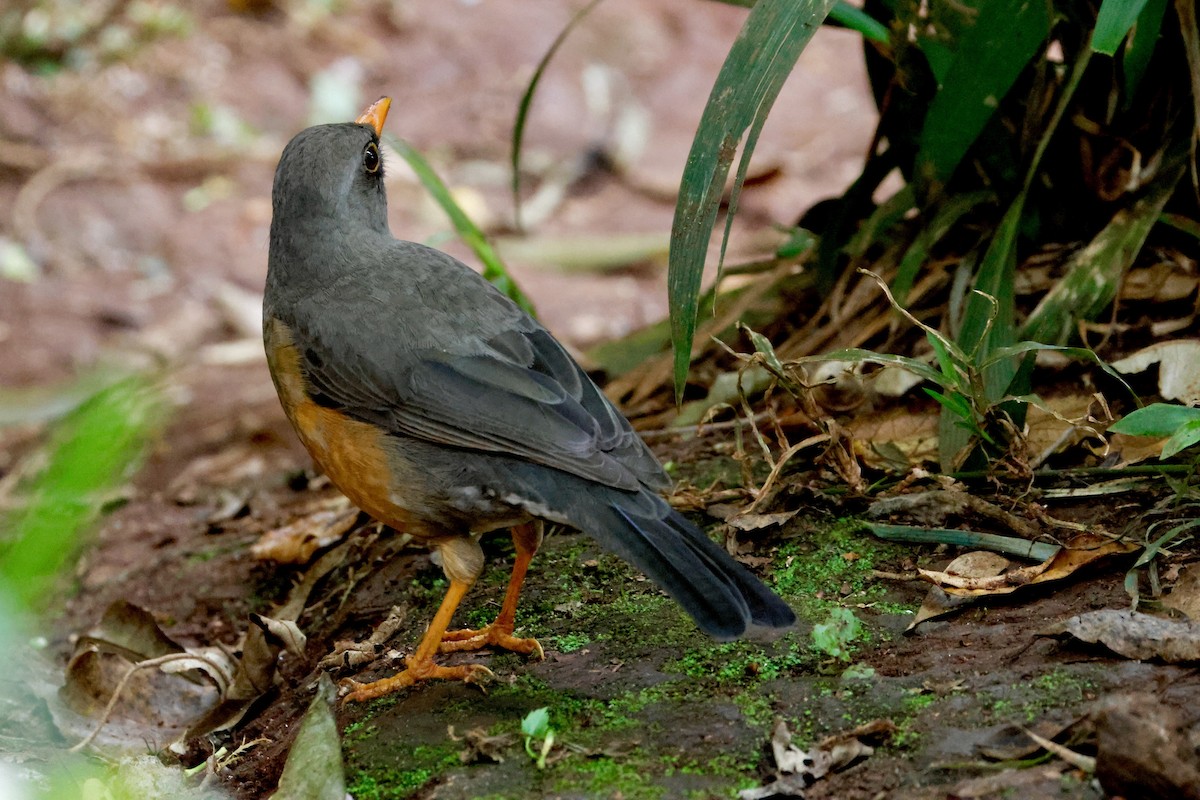 Abyssinian Thrush - ML638147399