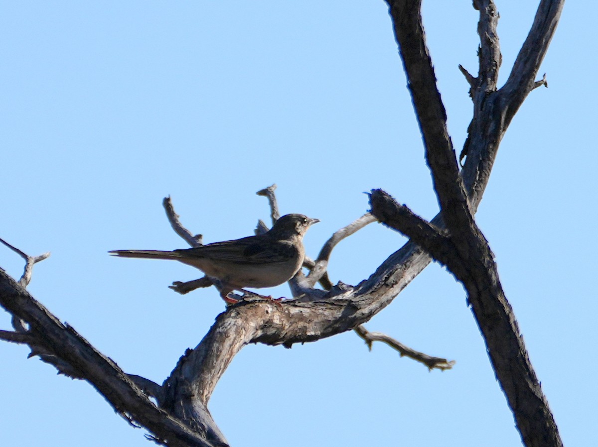Rufous Songlark - ML638147427