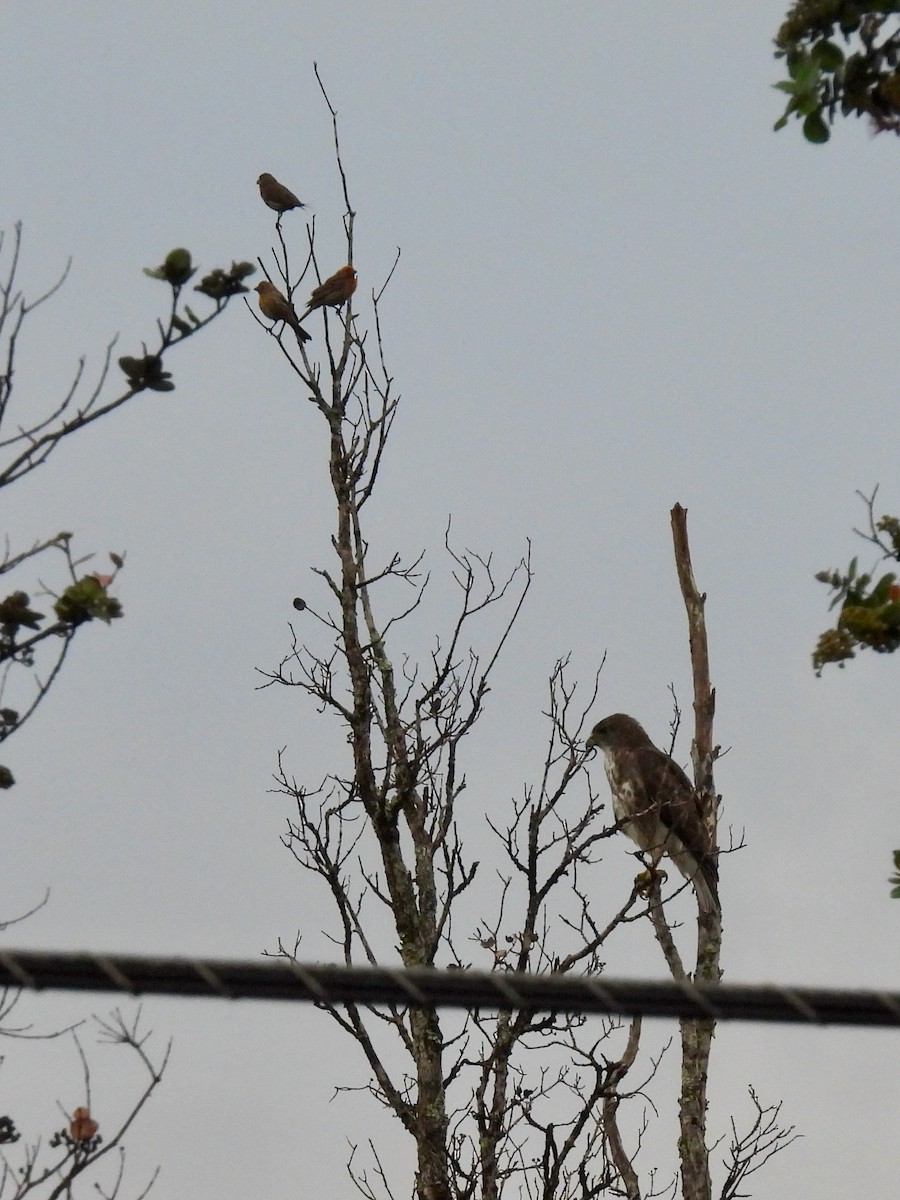 Hawaiian Hawk - ML638147449