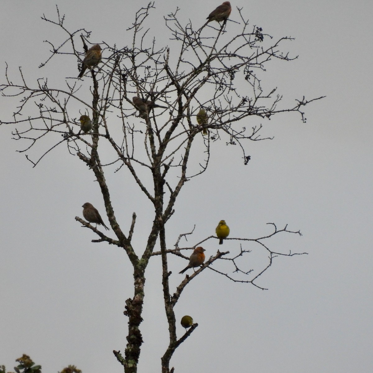 Yellow-fronted Canary - ML638147466