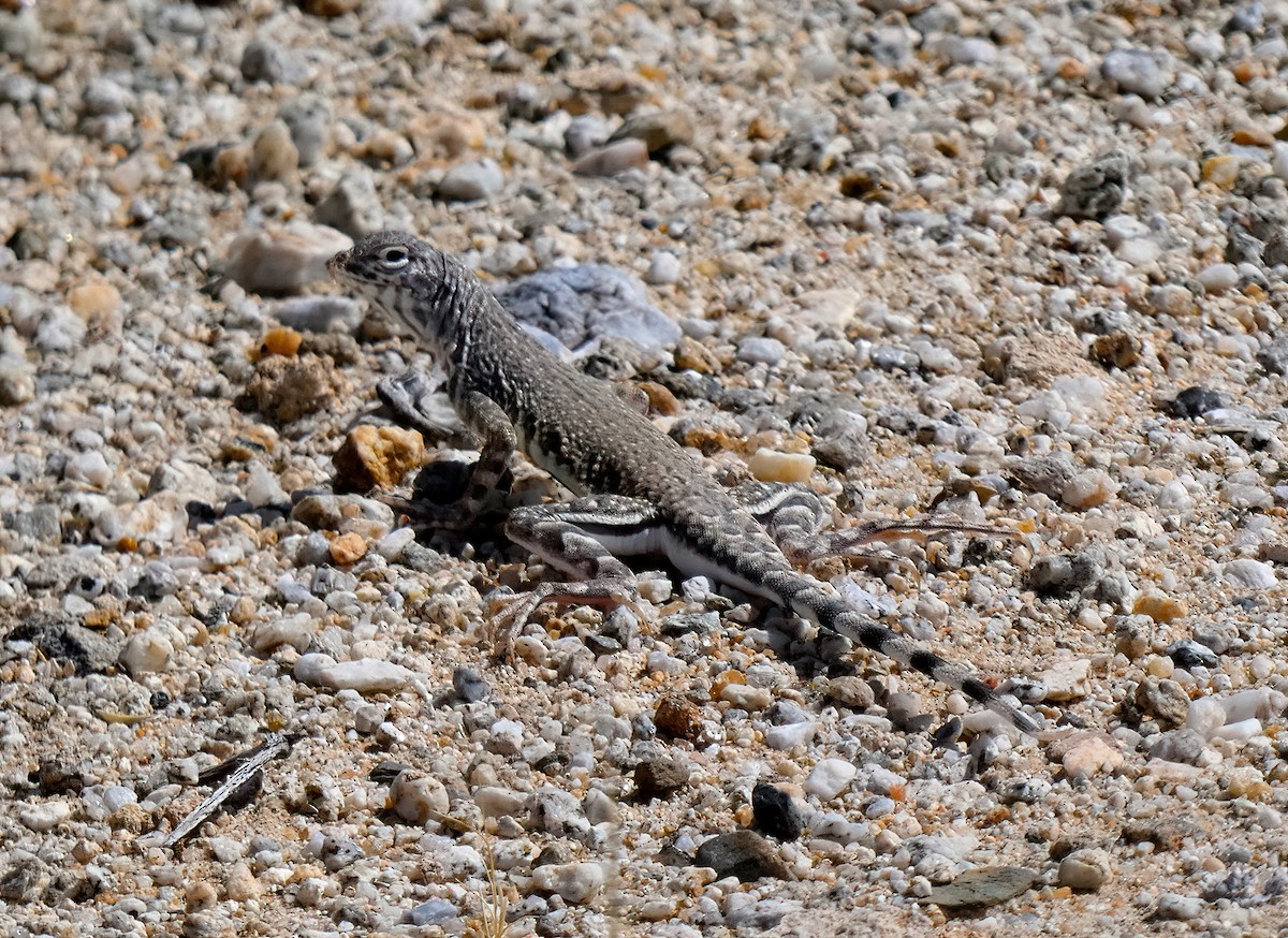 Zebraschwanzleguan - ML638147470