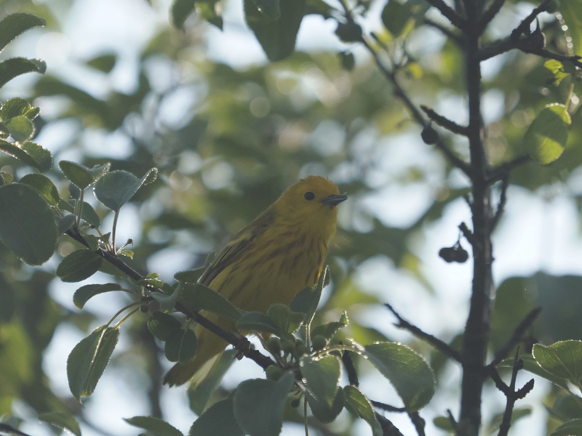 Yellow Warbler - ML638147478
