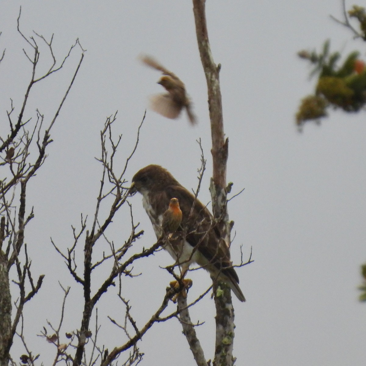 Hawaiian Hawk - ML638147487