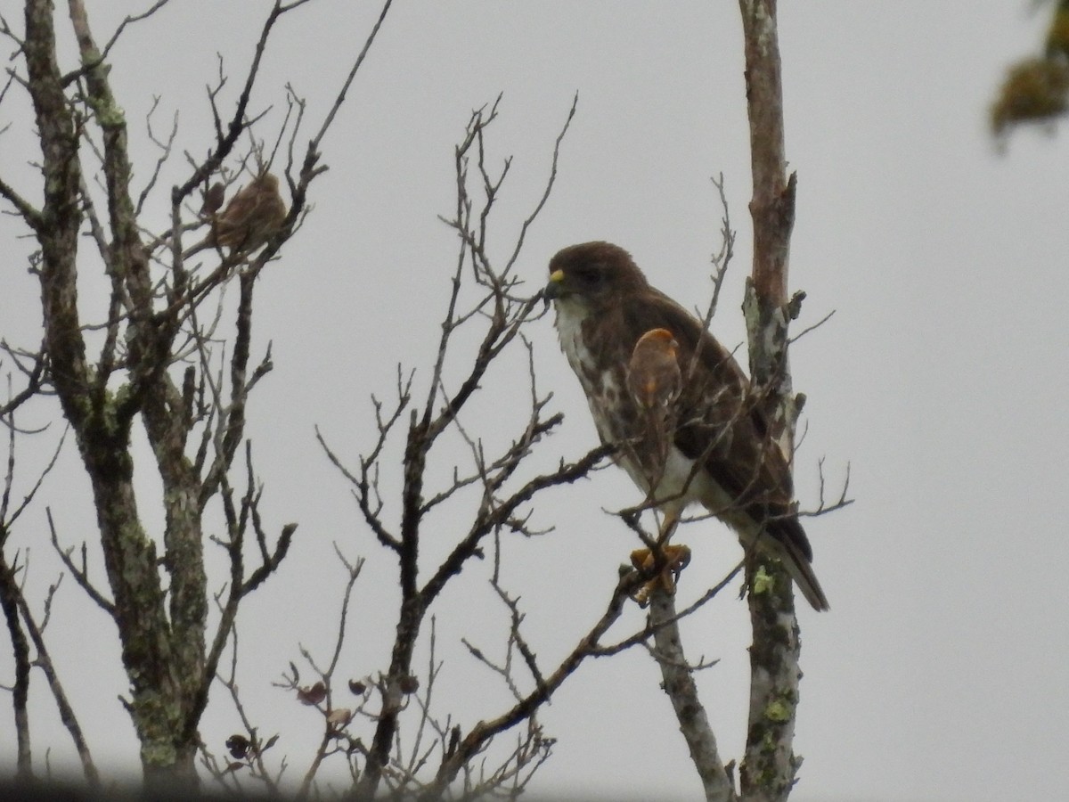 Hawaiian Hawk - ML638147491