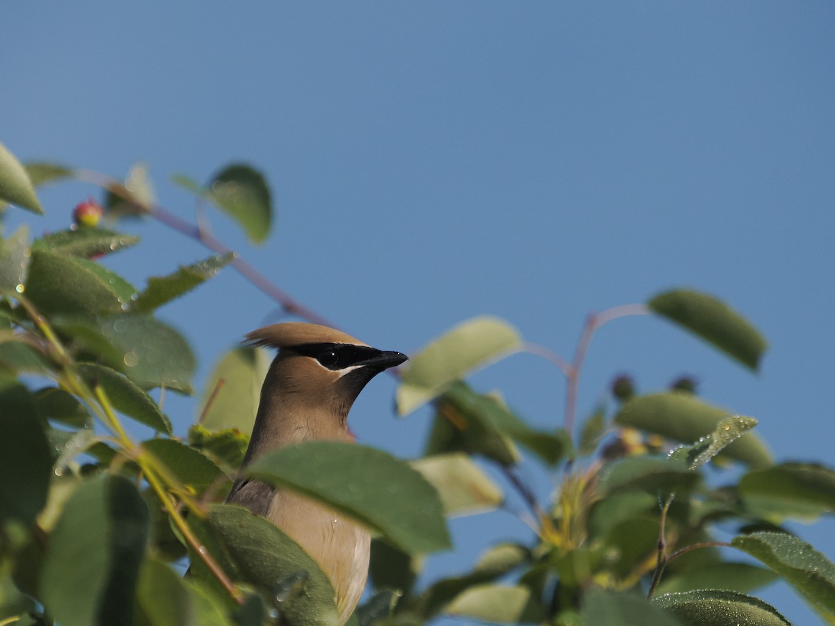Cedar Waxwing - ML638147545