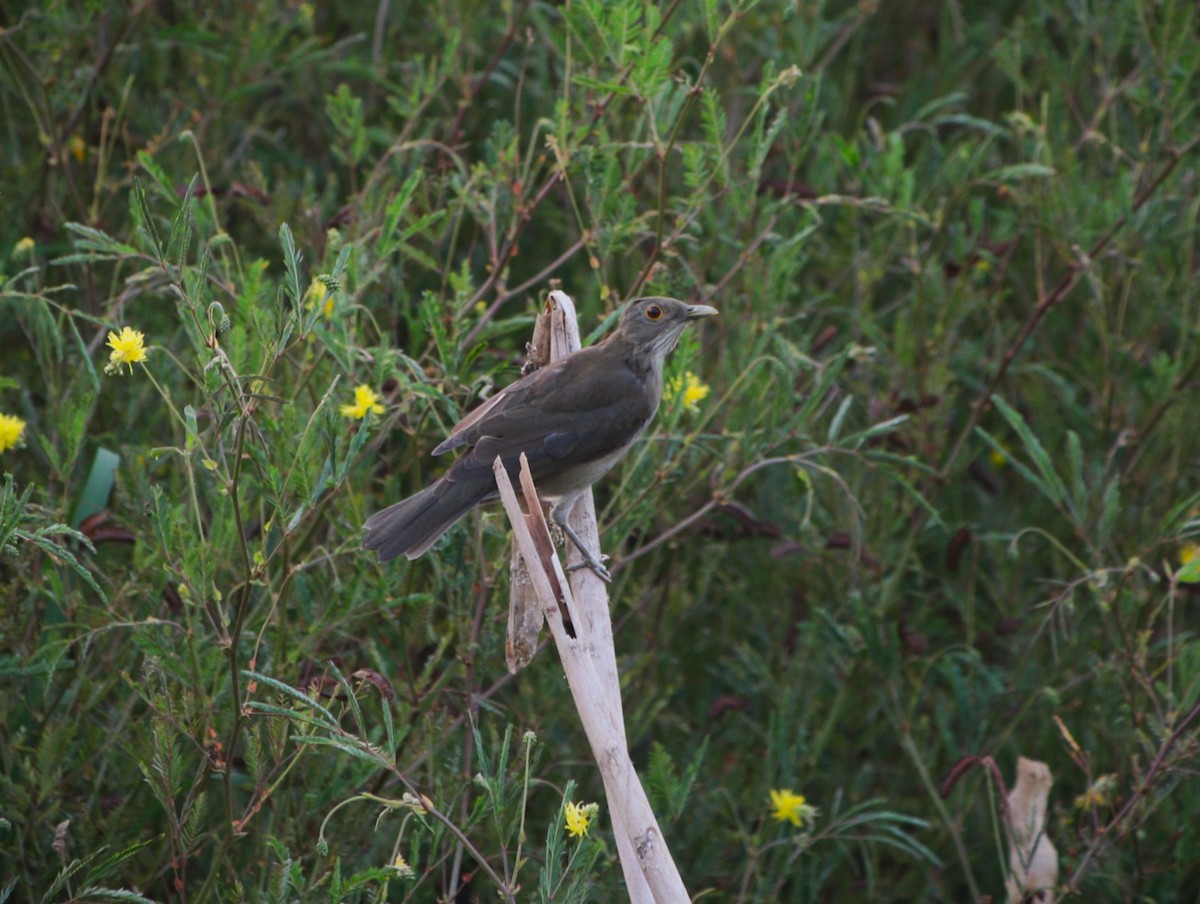 Ecuadorian Thrush - ML638147608