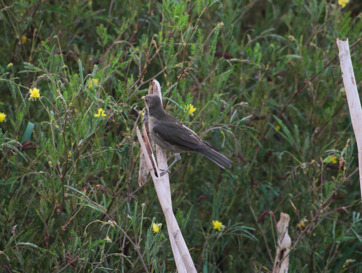Ecuadorian Thrush - ML638147613