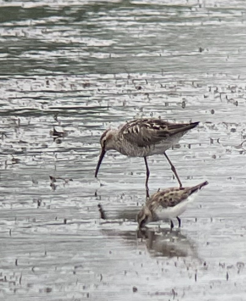 Stilt Sandpiper - ML638147614