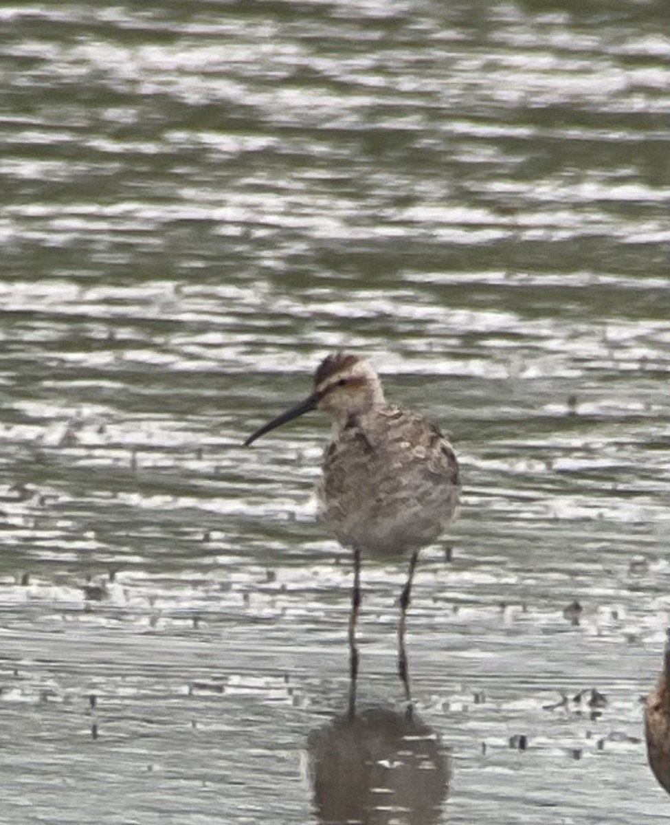 Stilt Sandpiper - ML638147615