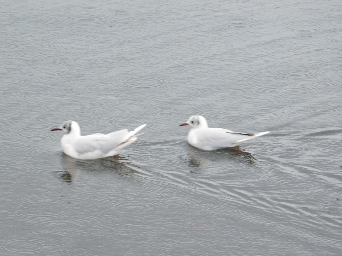 Brown-hooded Gull - ML638147645