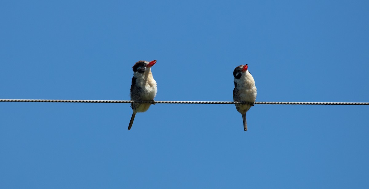 White-eared Puffbird - ML638147657