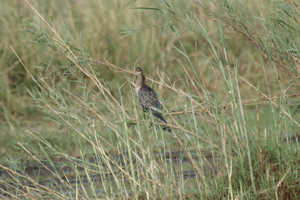 Reed Cormorant - ML638147661