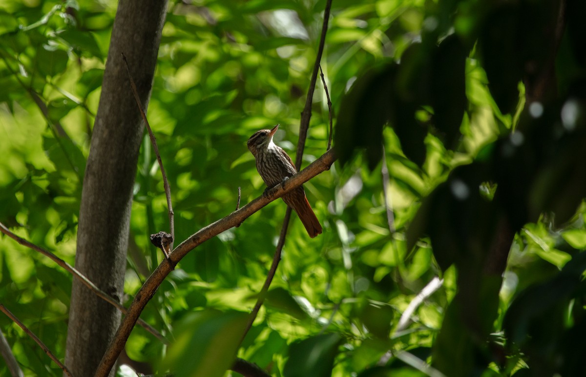 Streaked Xenops - ML638147664