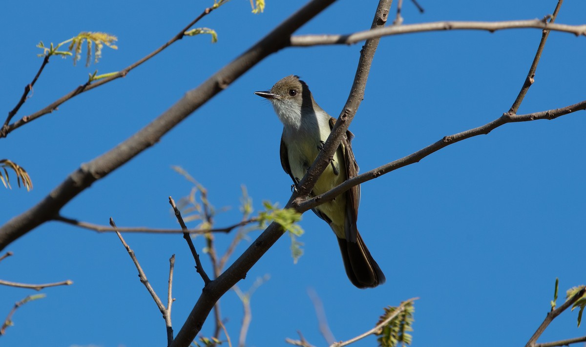 Swainson's Flycatcher - ML638147690