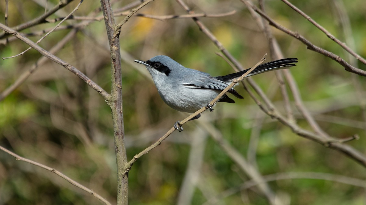 Masked Gnatcatcher - ML638147697