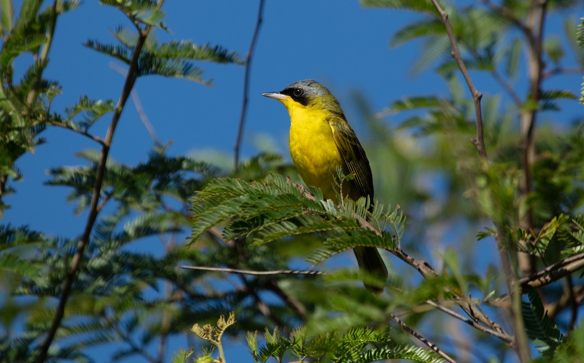 Southern Yellowthroat - ML638147707