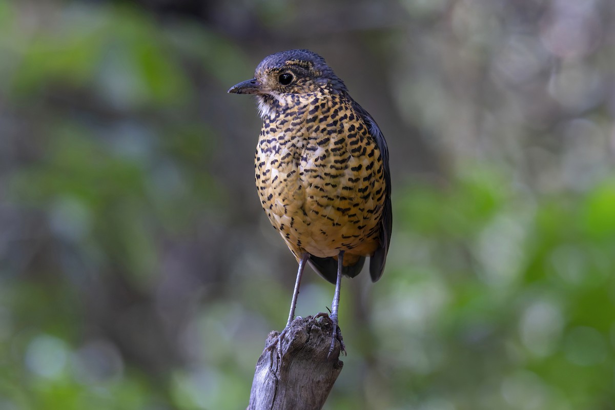 Undulated Antpitta - ML638147723