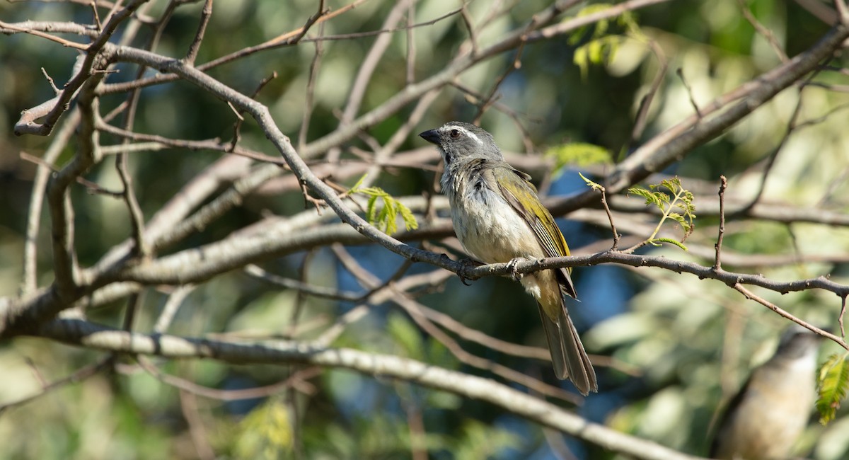 Green-winged Saltator - ML638147778