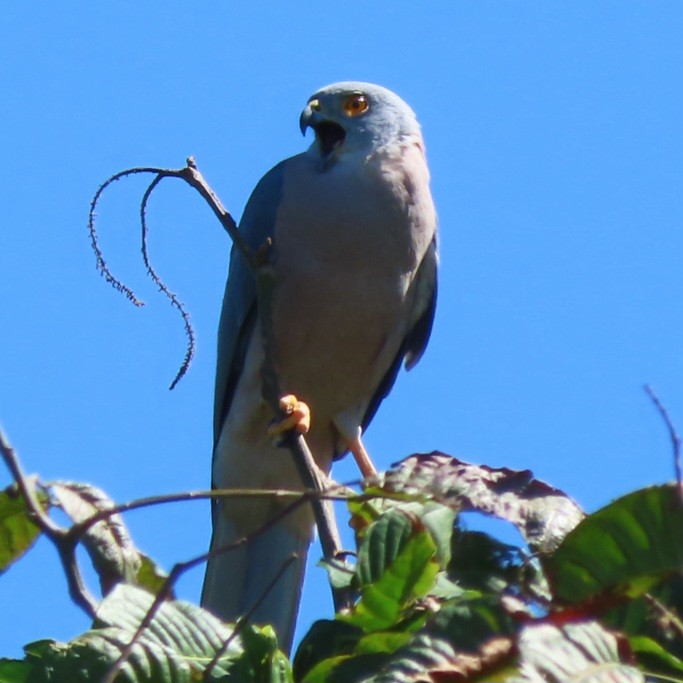 Fiji Goshawk - ML638147784