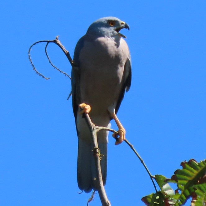 Fiji Goshawk - ML638147786