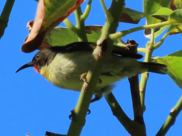 Sulphur-breasted Myzomela - ML638147787