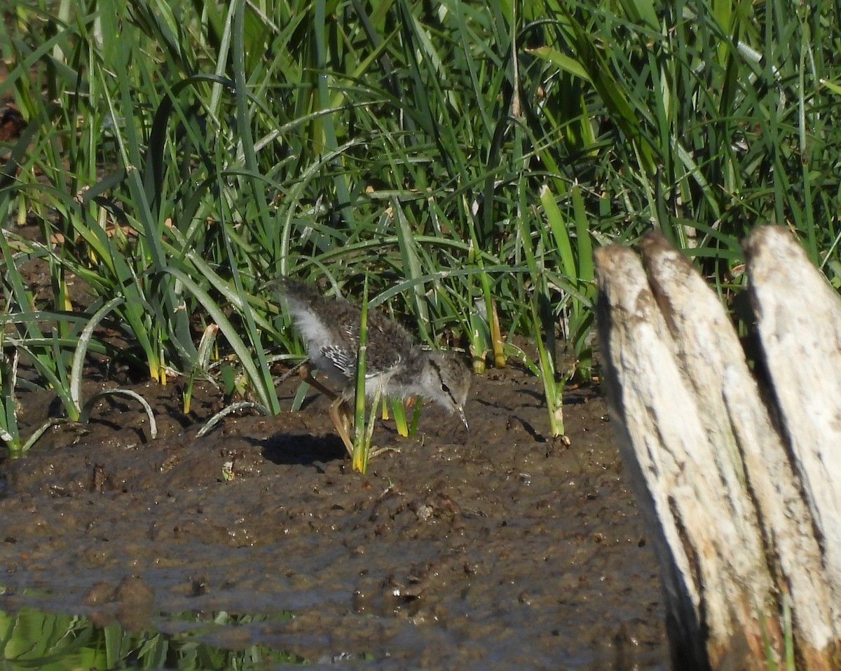 Spotted Sandpiper - Peter Lathrop