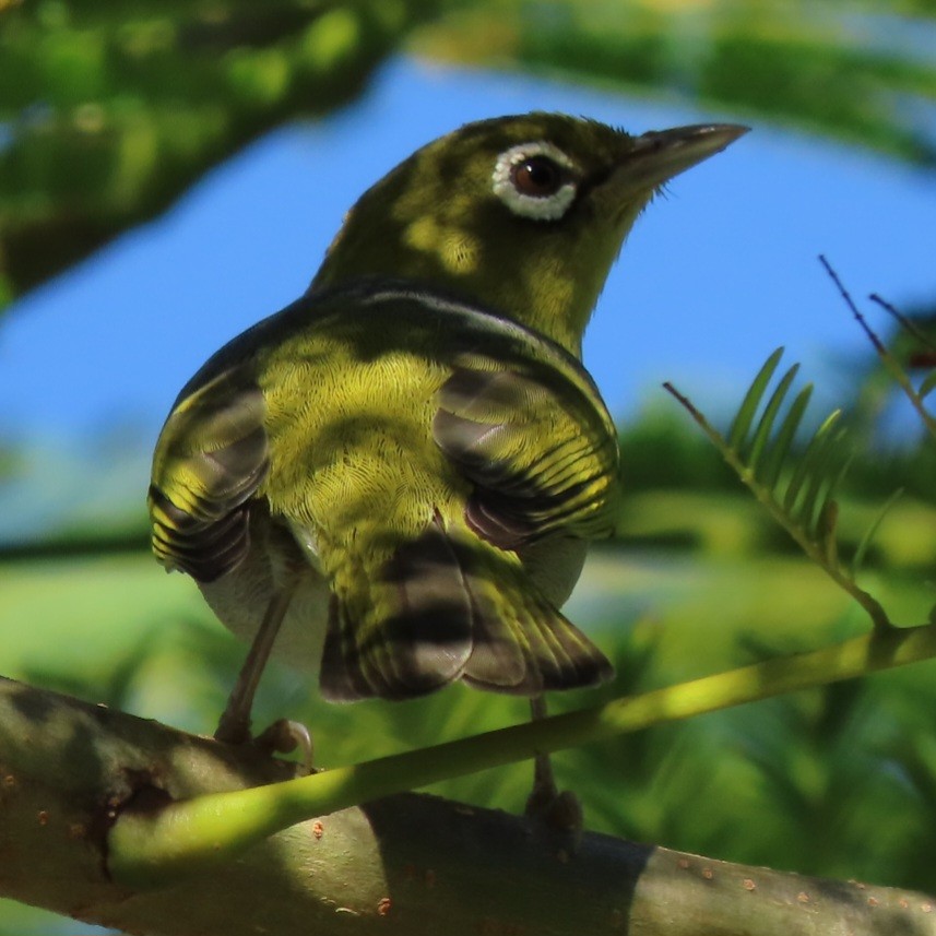 Silvereye - ML638147795