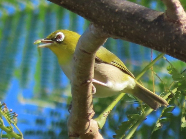 Silvereye - ML638147796