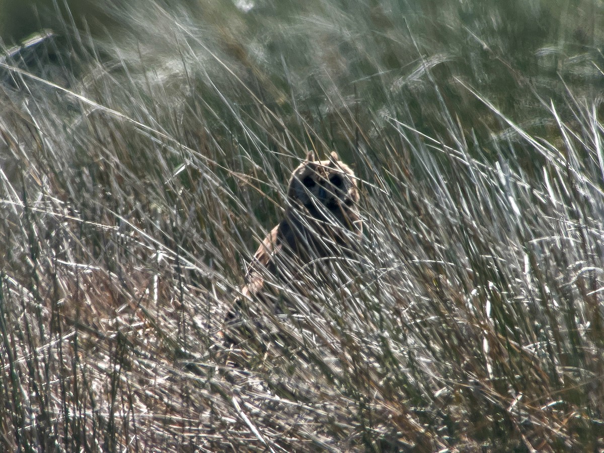 Marsh Owl - ML638147839