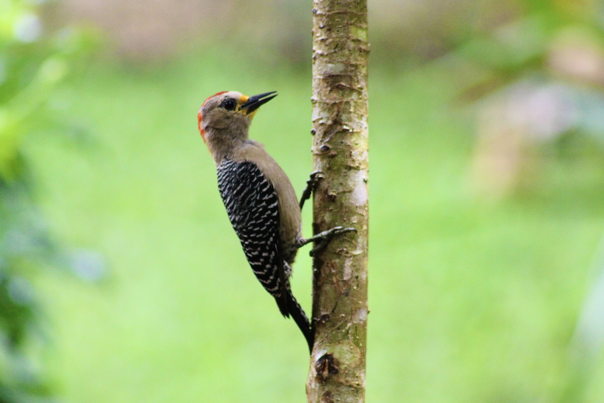 Yucatan Woodpecker - ML638147863
