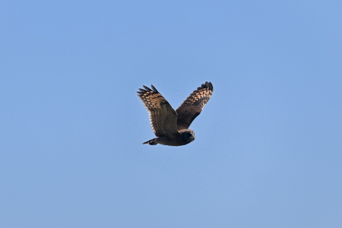 Marsh Owl - ML638147865
