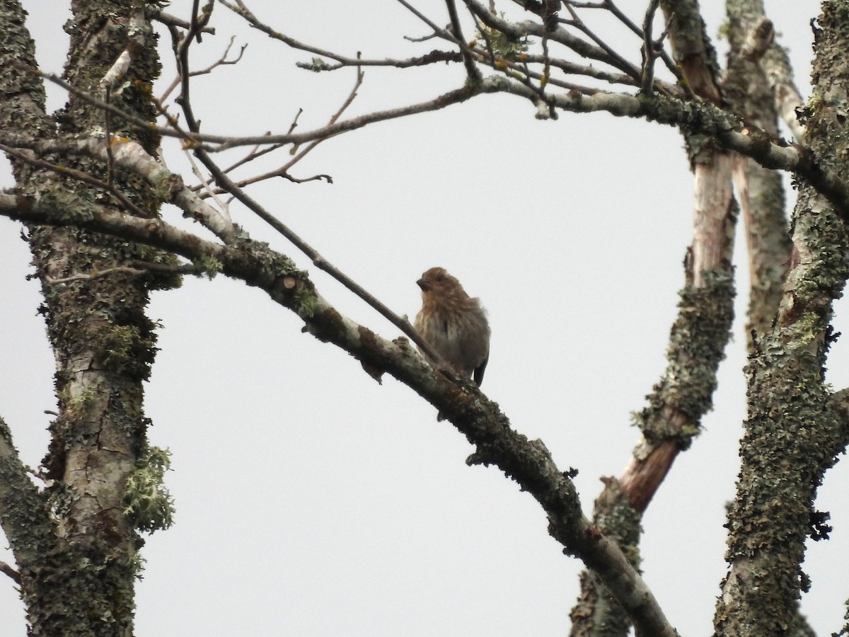 Purple Finch - ML638147914