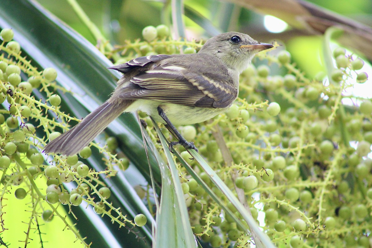Caribbean Elaenia - ML638147918