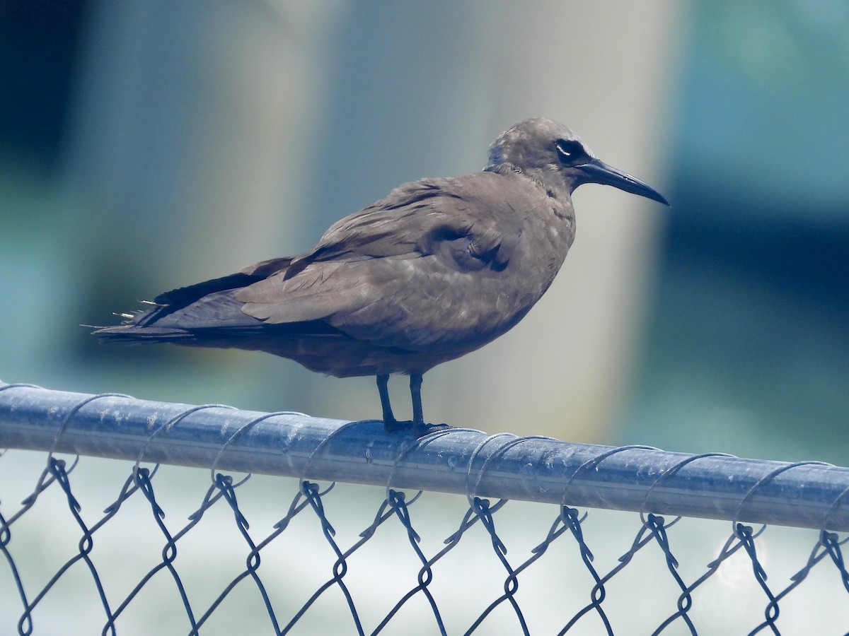 Brown Noddy - ML638147959