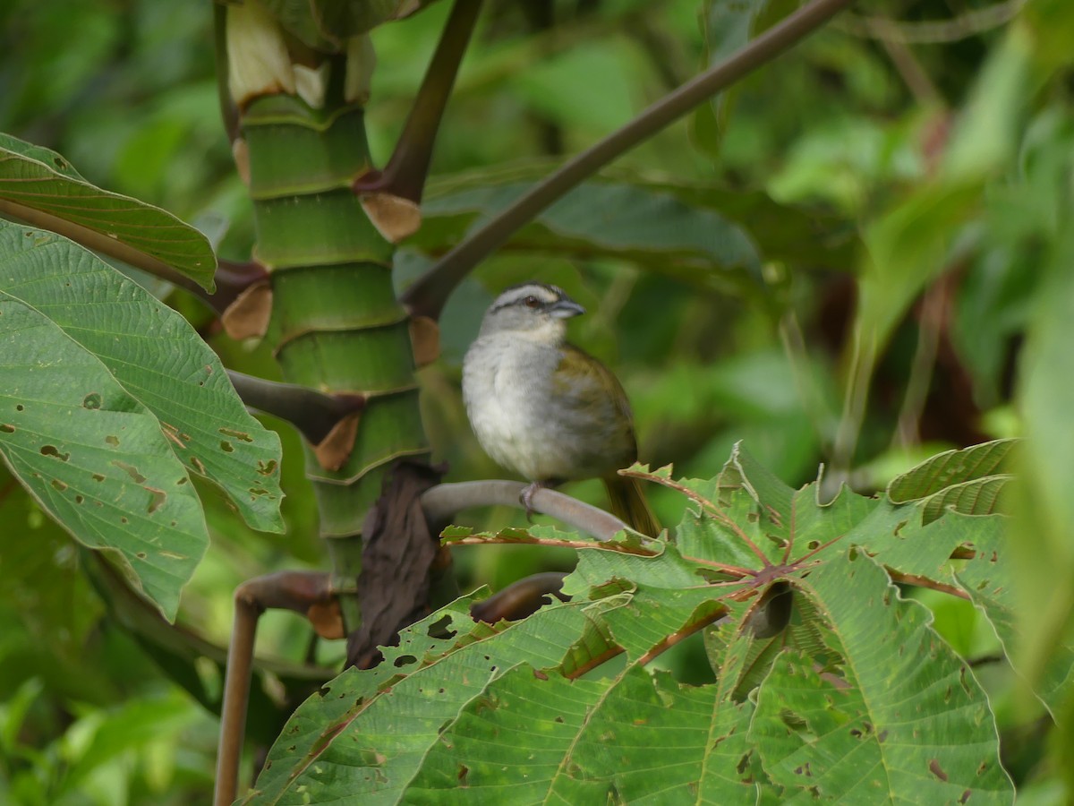 Black-striped Sparrow - ML638147972